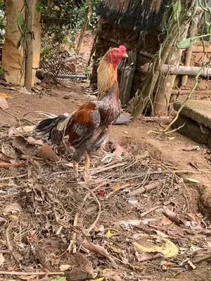 විකිනිමට