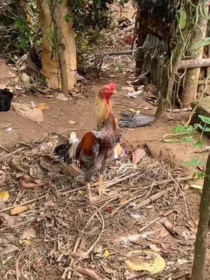 විකිනිමට