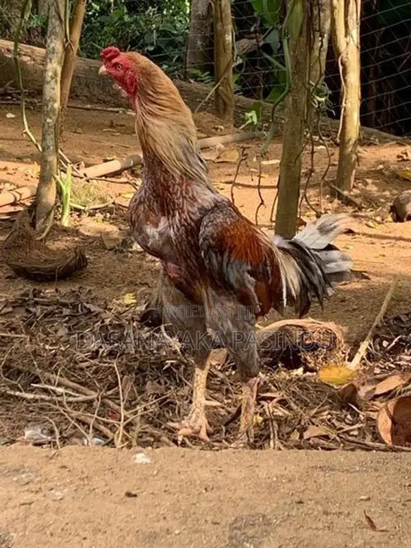 විකිනිමට