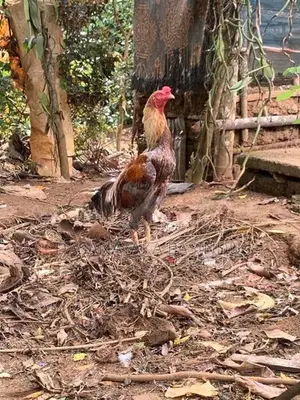 විකිනිමට