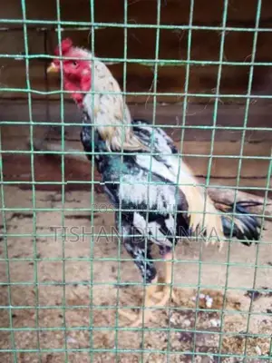 ජාල කුකුළන්