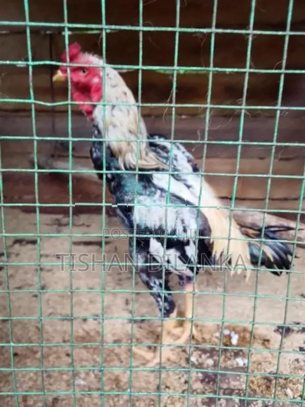 ජාල කුකුළන්
