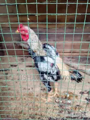 ජාල කුකුළන්