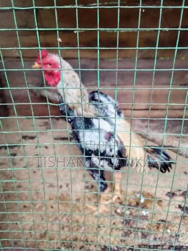 ජාල කුකුළන්