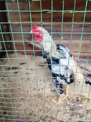 ජාල කුකුළන්