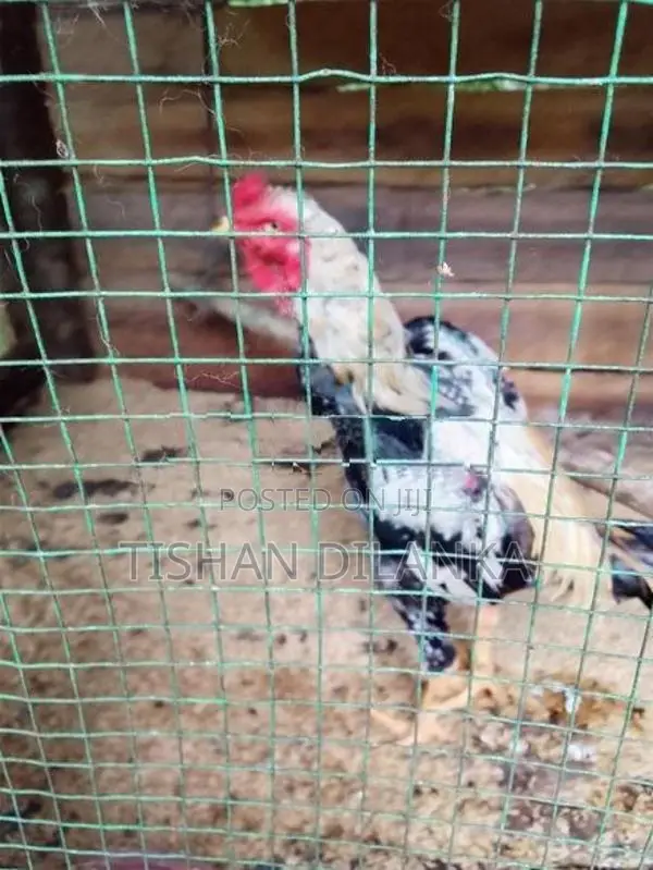 ජාල කුකුළන්