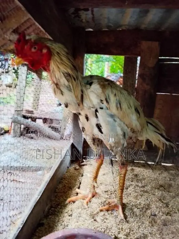 ජාල කුකුළන්