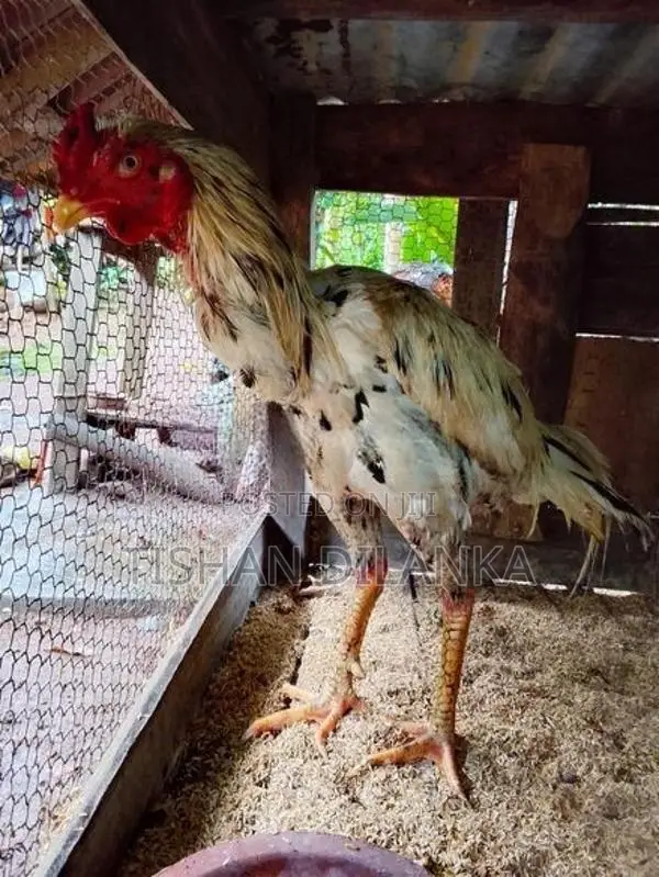 ජාල කුකුළන්
