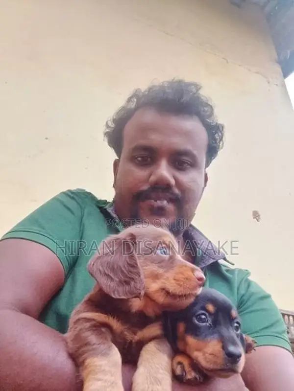 Miniature Dachshund Puppies