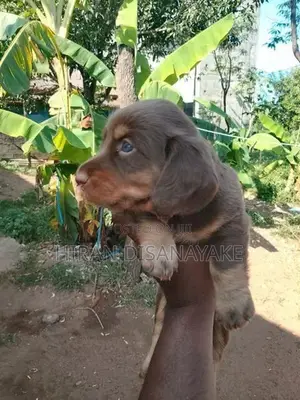 Miniature Dachshund Puppies