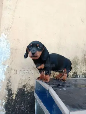 Miniature Dachshund Puppies