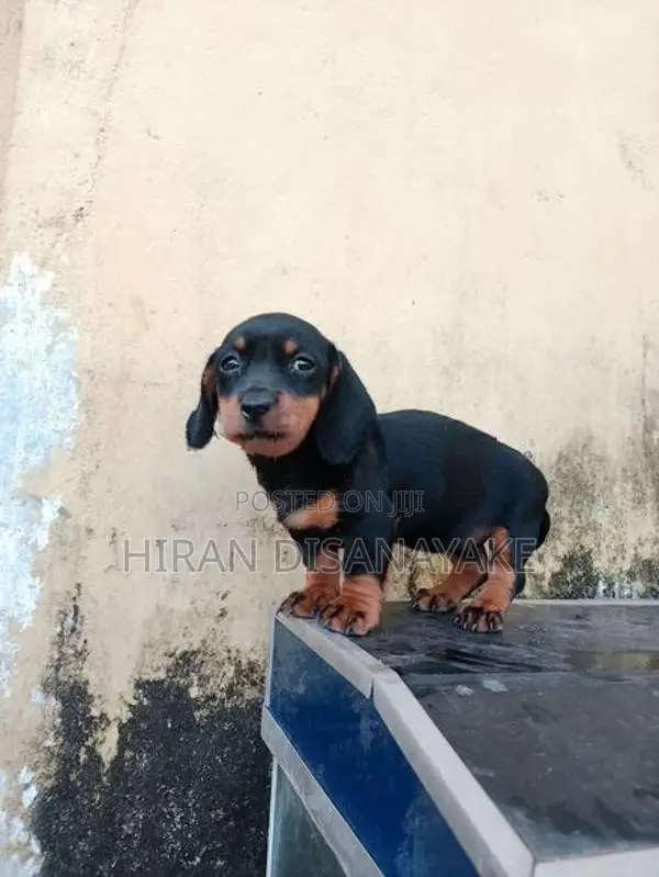 Miniature Dachshund Puppies