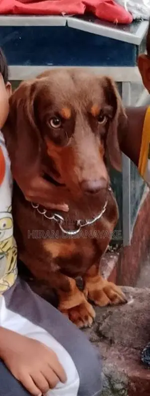 Miniature Dachshund Puppies