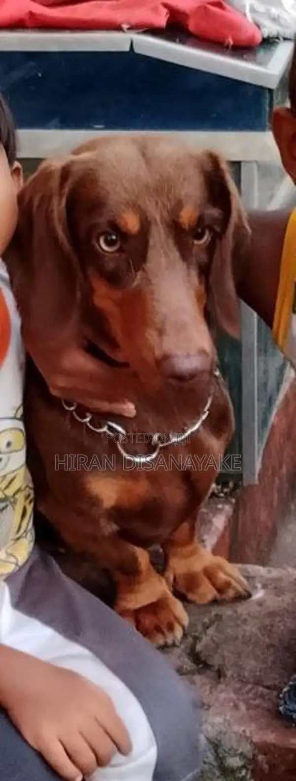 Miniature Dachshund Puppies