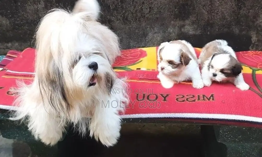 Shih Tzu Puppy