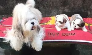 Shih Tzu Puppy