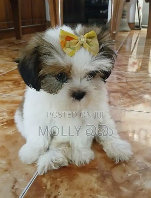 Shih Tzu Puppy