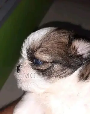 Shih Tzu Puppy
