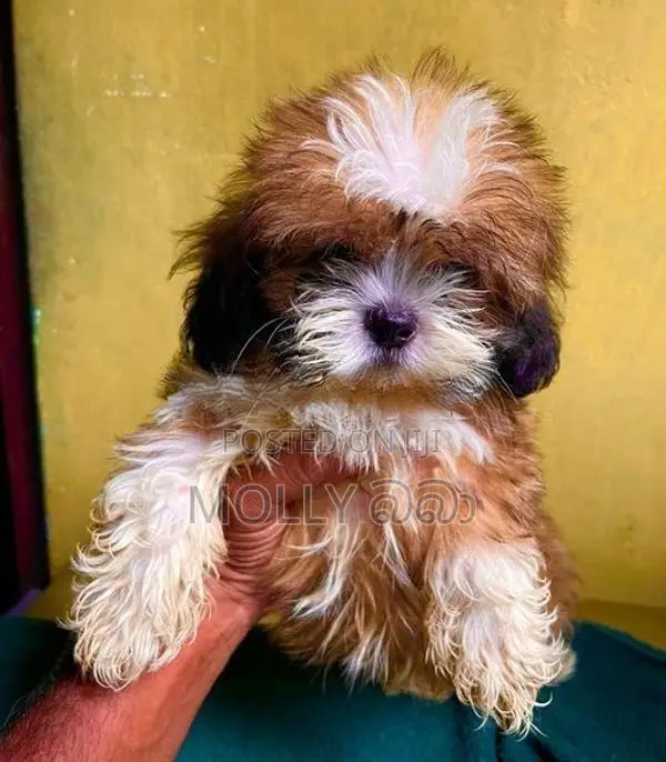 Shih Tzu Puppy