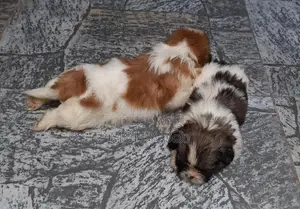 Shih Tzu Puppy