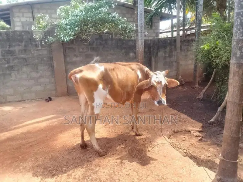 Milk Cow