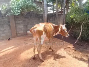 Milk Cow