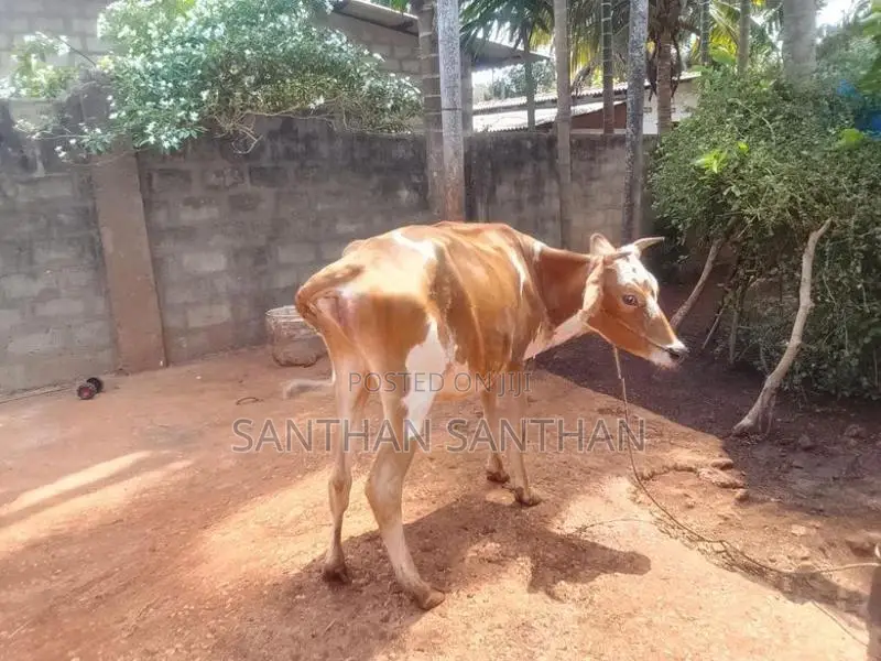 Milk Cow