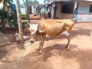 Milk Cow