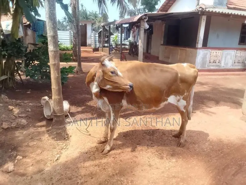 Milk Cow