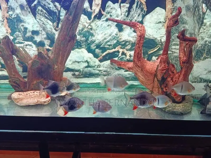 Blackberry Silver Dollar Fish