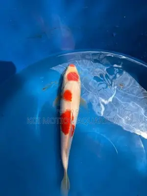 Maruten Kohaku