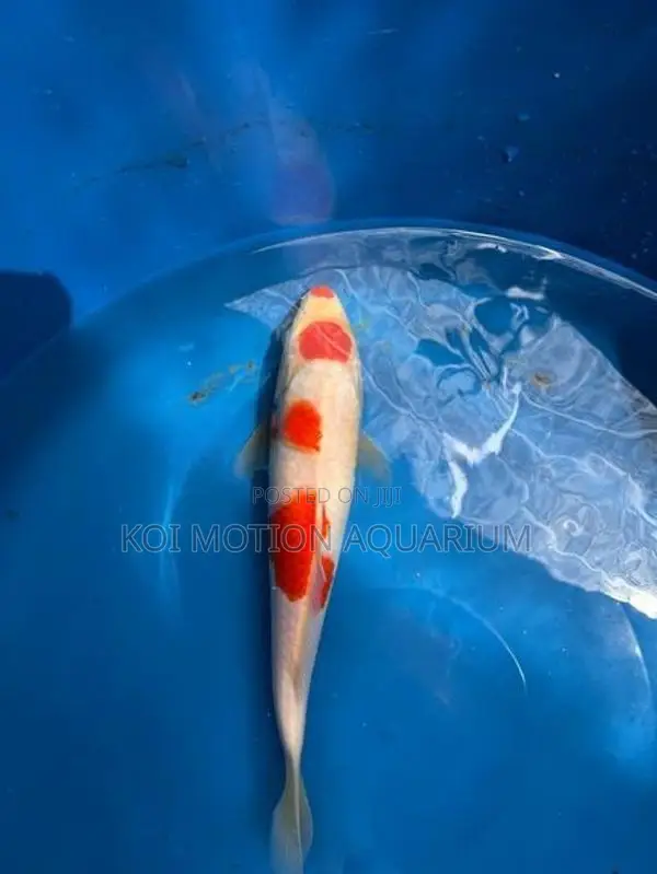 Maruten Kohaku