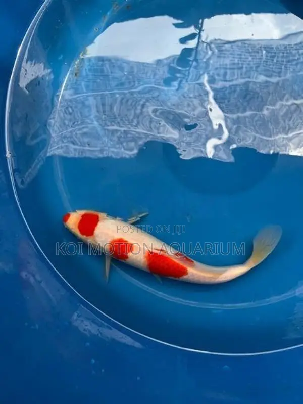 Maruten Kohaku