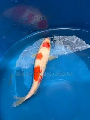 Maruten Kohaku