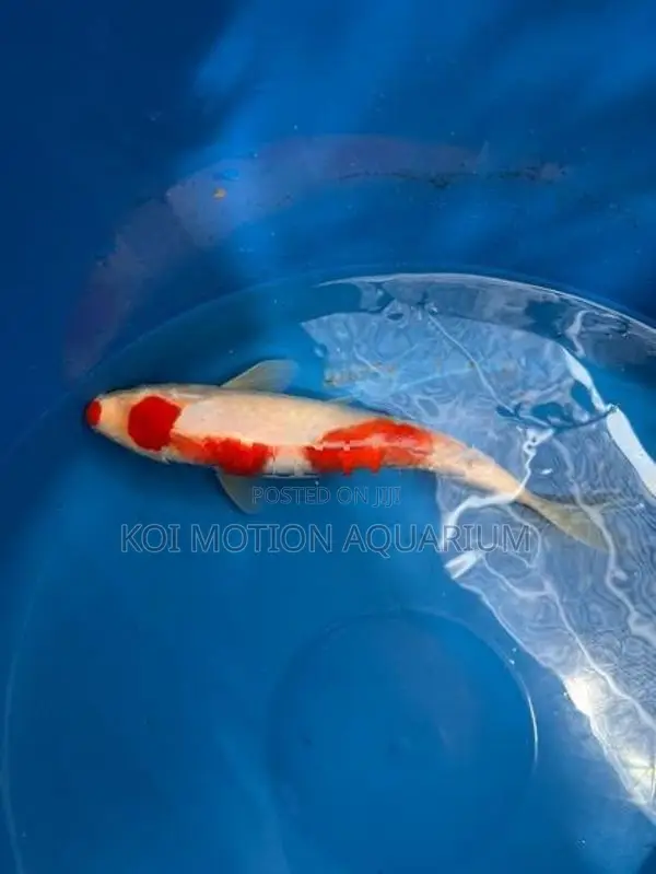 Maruten Kohaku
