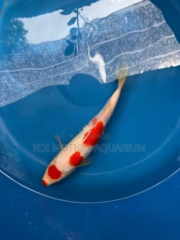 Maruten Kohaku