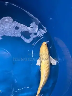 Yamabuki Ogon