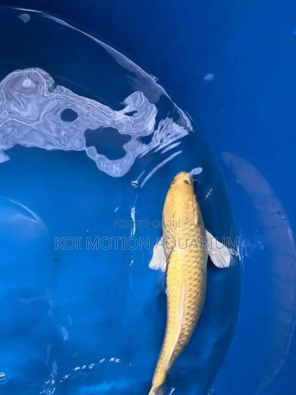 Yamabuki Ogon