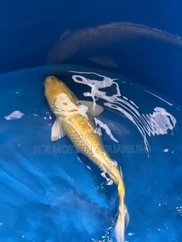 Yamabuki Ogon
