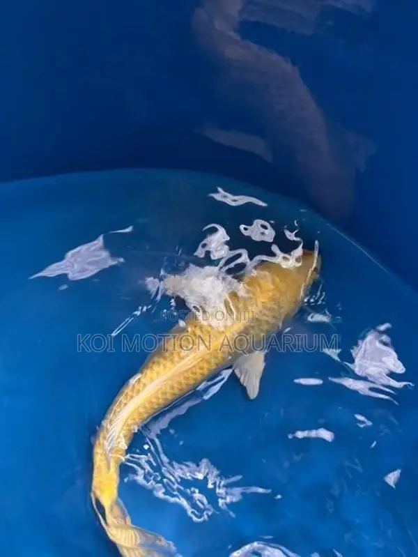 Yamabuki Ogon