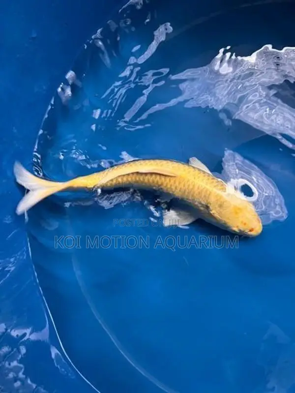 Yamabuki Ogon