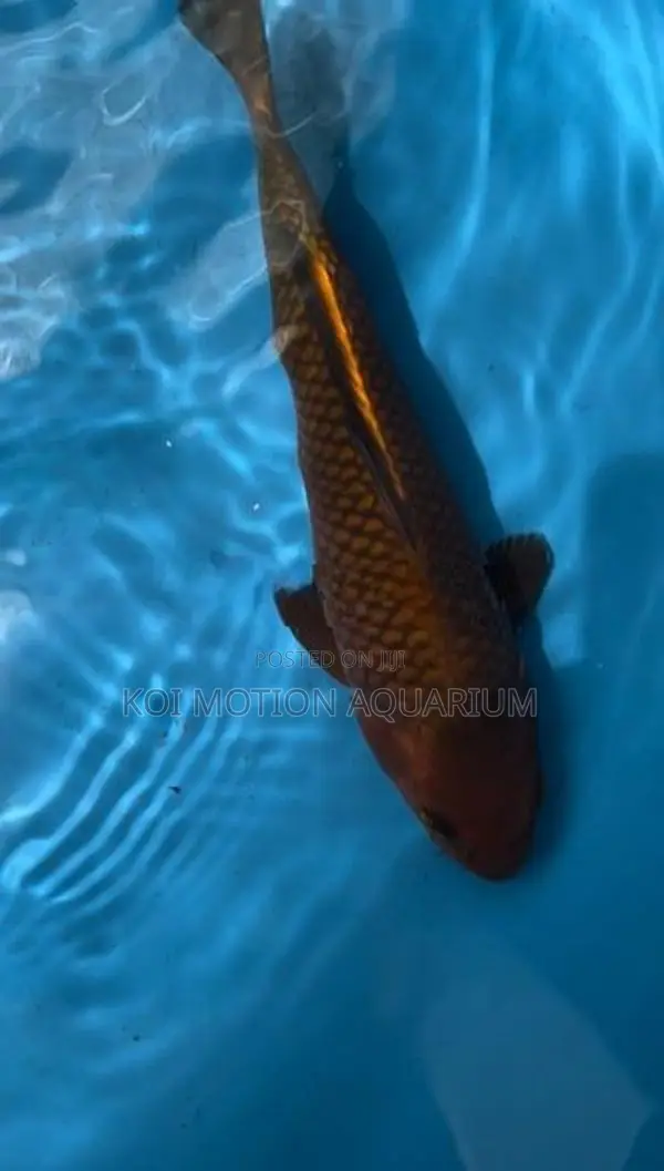 Copper Chagoi