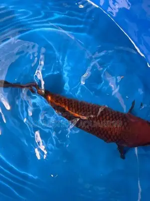 Copper Chagoi