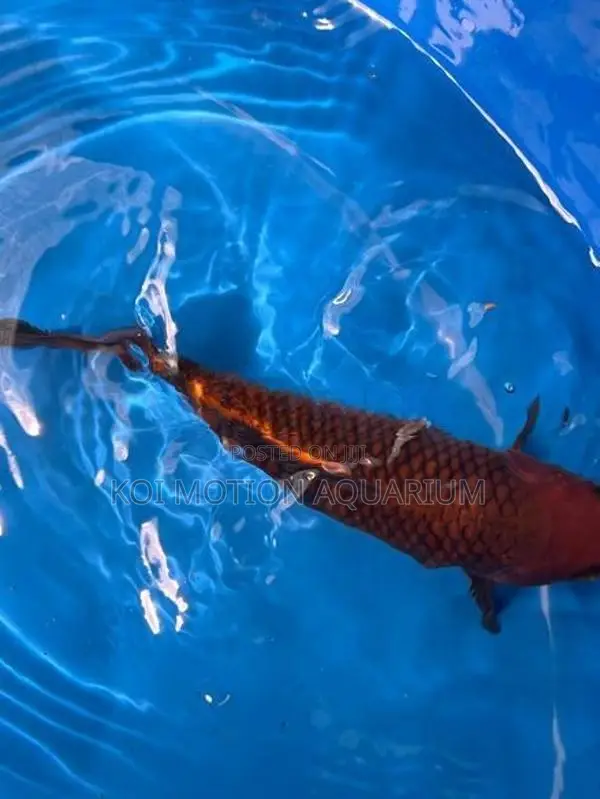 Copper Chagoi