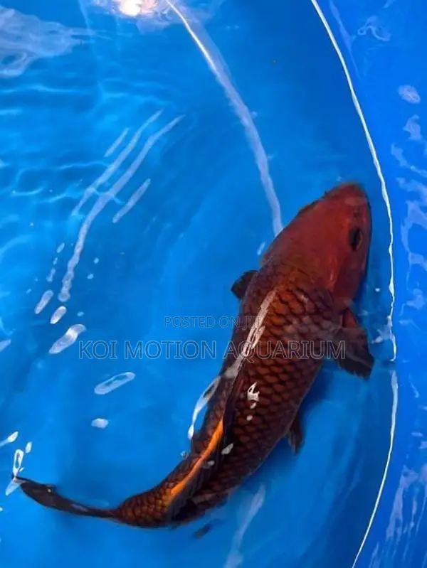 Copper Chagoi