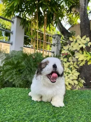Shih Tzu