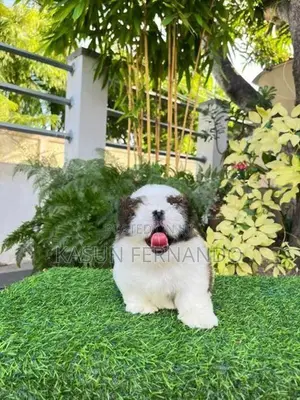 Shih Tzu