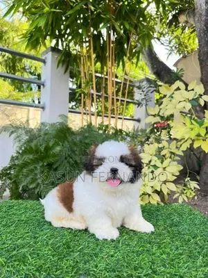 Shih Tzu