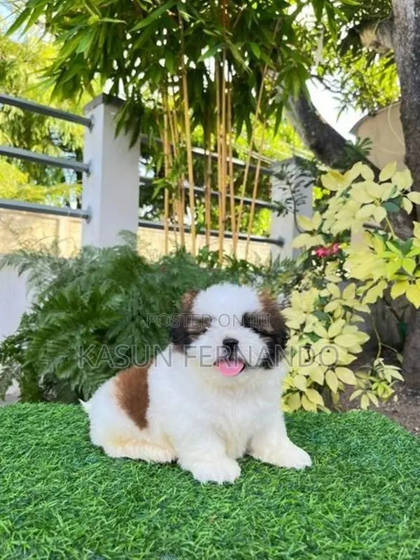 Shih Tzu
