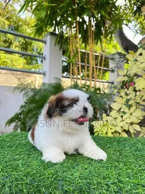 Shih Tzu